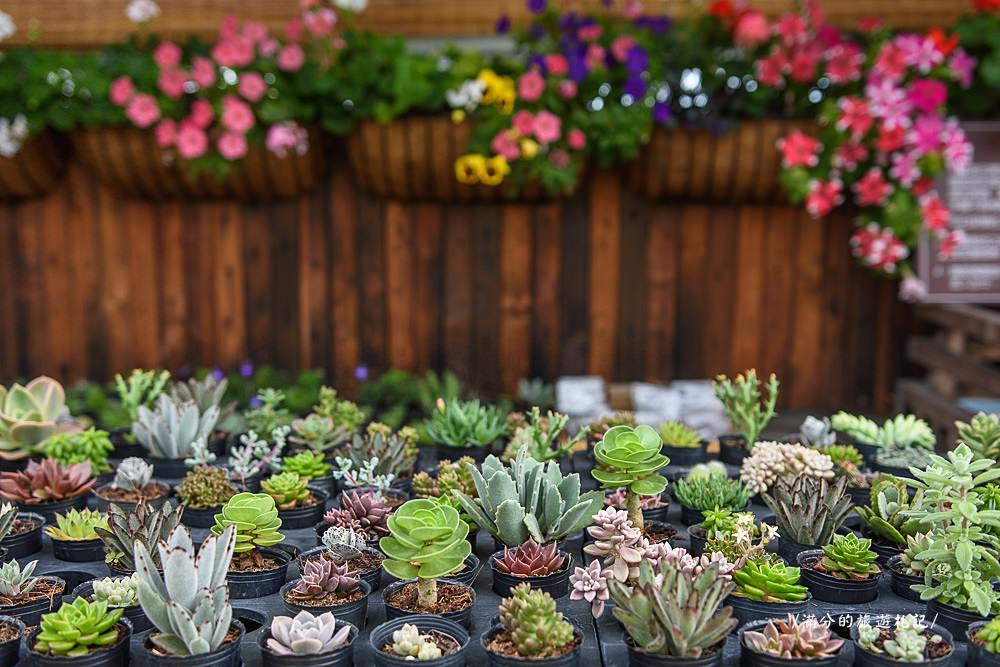 南投市景點》29號花園 南投139縣道景觀咖啡廳 離天空最近的茶樹林園 - 滿分的旅遊札記