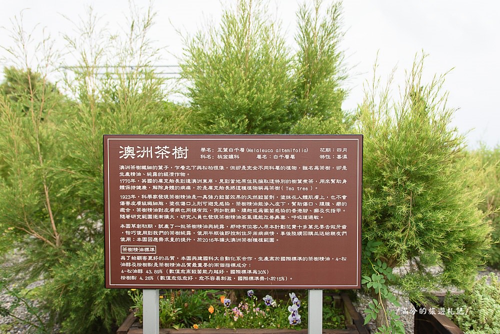 南投市景點》29號花園 南投139縣道景觀咖啡廳 離天空最近的茶樹林園 - 滿分的旅遊札記
