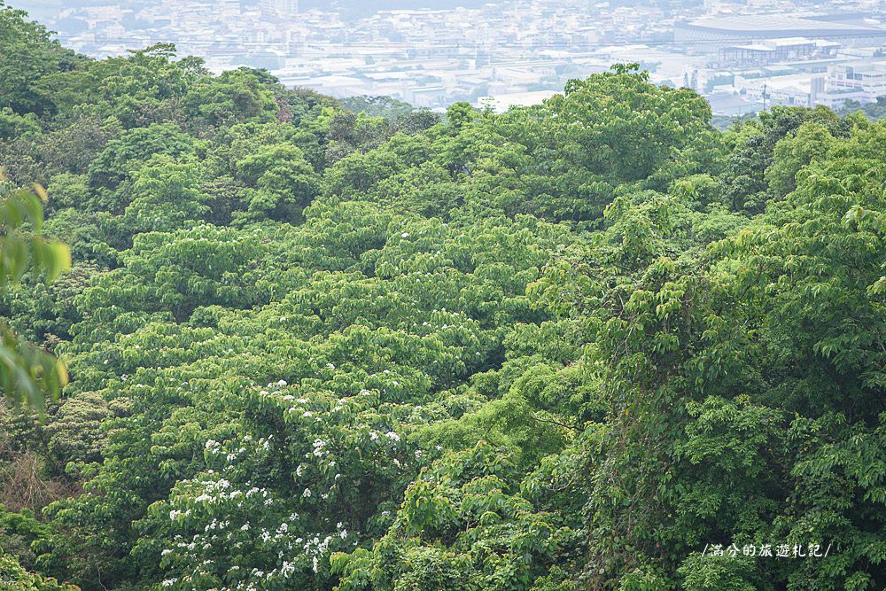 南投市景點》29號花園 南投139縣道景觀咖啡廳 離天空最近的茶樹林園 - 滿分的旅遊札記