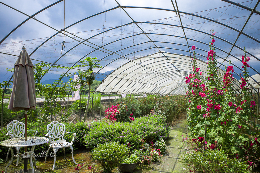 《花田小路》玫瑰田邊的澎湃水果鬆餅咖啡店 - 卡琳。摸魚兒趣