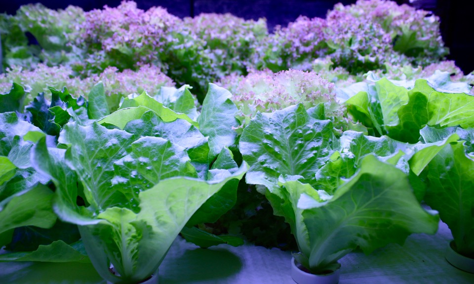 台北市東區:⟪清潭洞韓式燒烤 청담동⟫