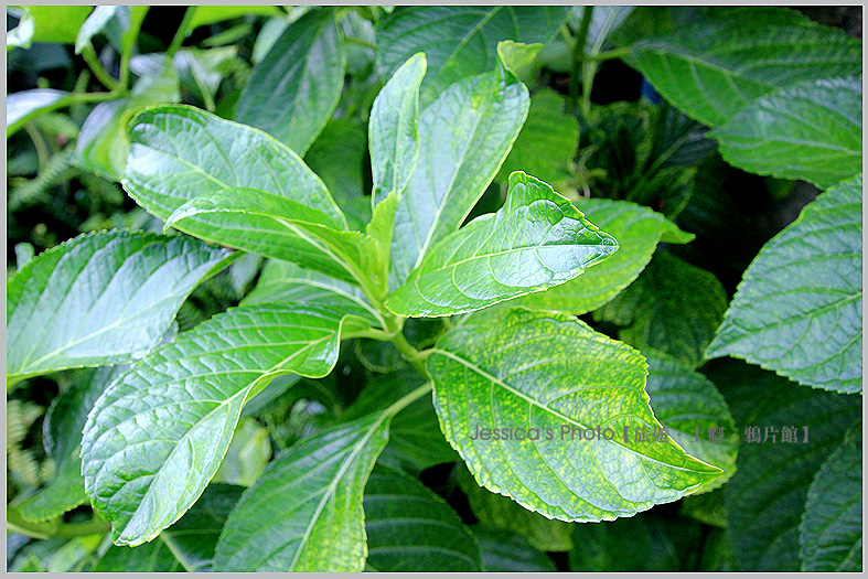 屏東三地門●安坡部落Djineljepan●排灣族聚落/童玩王國/裴勇俊部落教室