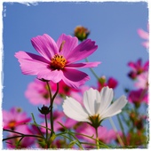 木柵樟樹步道波斯菊花海 木柵樟樹步道波斯菊花海