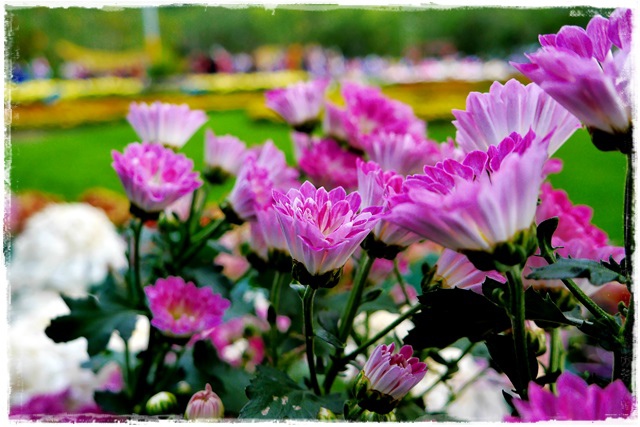 2015士林官邸菊展 嬉遊秋菊 2015士林官邸菊展 嬉遊秋菊