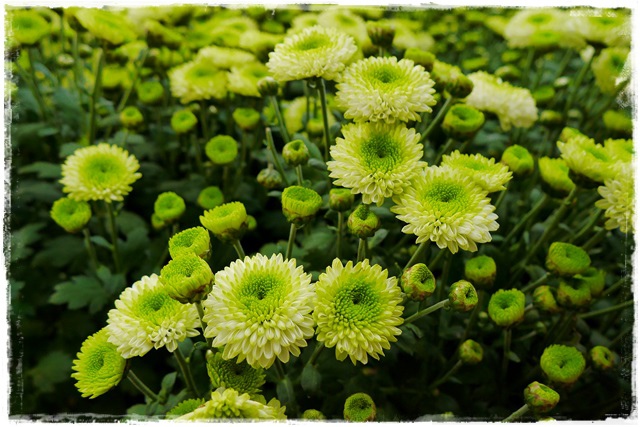 2015士林官邸菊展 嬉遊秋菊 2015士林官邸菊展 嬉遊秋菊