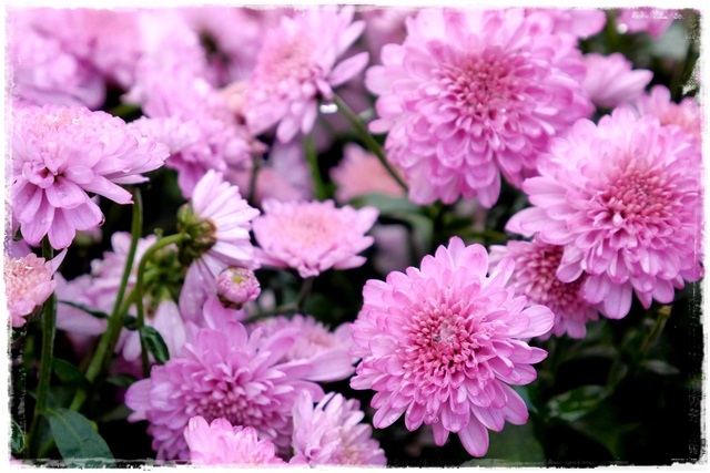 2015士林官邸菊展 嬉遊秋菊 2015士林官邸菊展 嬉遊秋菊