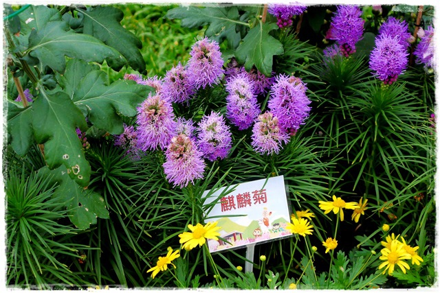 2015士林官邸菊展 嬉遊秋菊 2015士林官邸菊展 嬉遊秋菊
