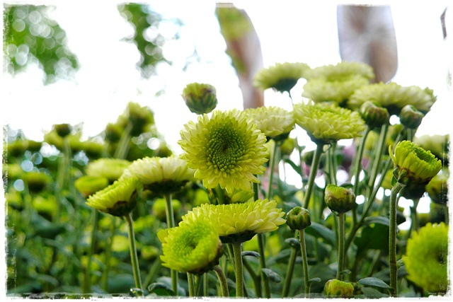 2015士林官邸菊展 嬉遊秋菊 2015士林官邸菊展 嬉遊秋菊