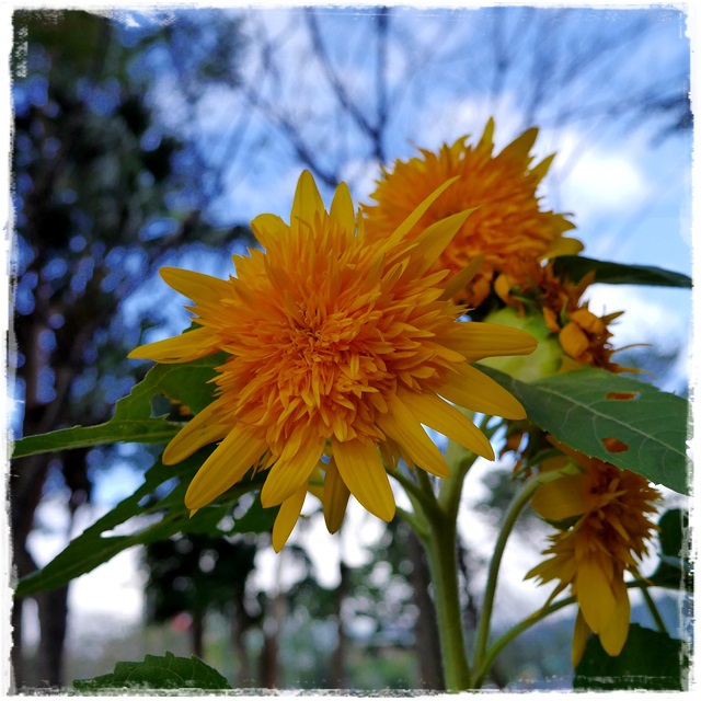2015士林官邸菊展 嬉遊秋菊 2015士林官邸菊展 嬉遊秋菊