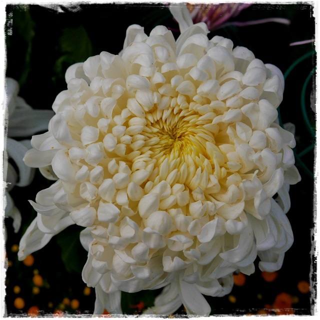 2015士林官邸菊展 嬉遊秋菊 2015士林官邸菊展 嬉遊秋菊