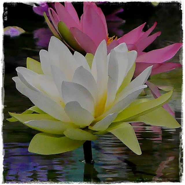 2015士林官邸菊展 嬉遊秋菊 2015士林官邸菊展 嬉遊秋菊