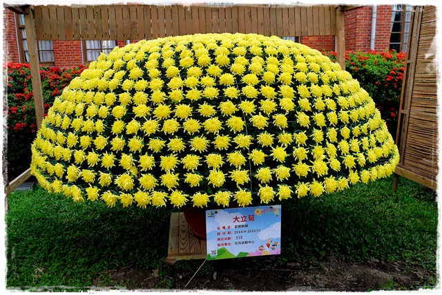 2015士林官邸菊展 嬉遊秋菊 2015士林官邸菊展 嬉遊秋菊