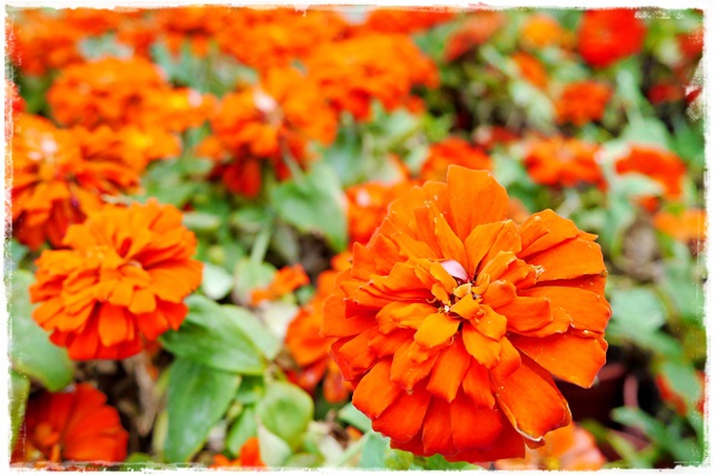 2015士林官邸菊展 嬉遊秋菊 2015士林官邸菊展 嬉遊秋菊