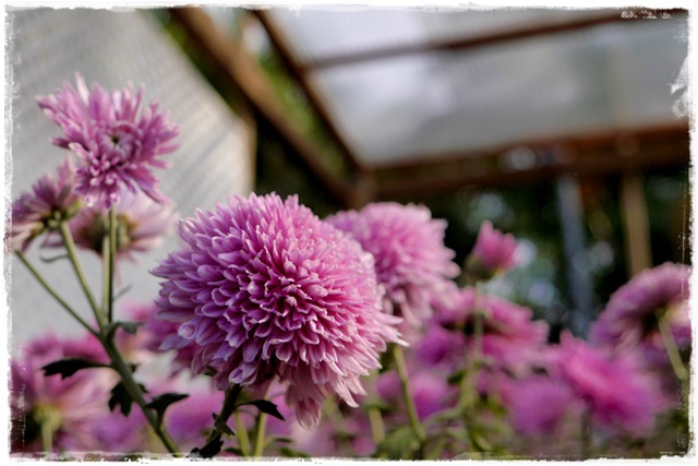 2015士林官邸菊展 嬉遊秋菊 2015士林官邸菊展 嬉遊秋菊