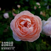 臺北玫瑰園秋季玫瑰展 臺北玫瑰園秋季玫瑰展