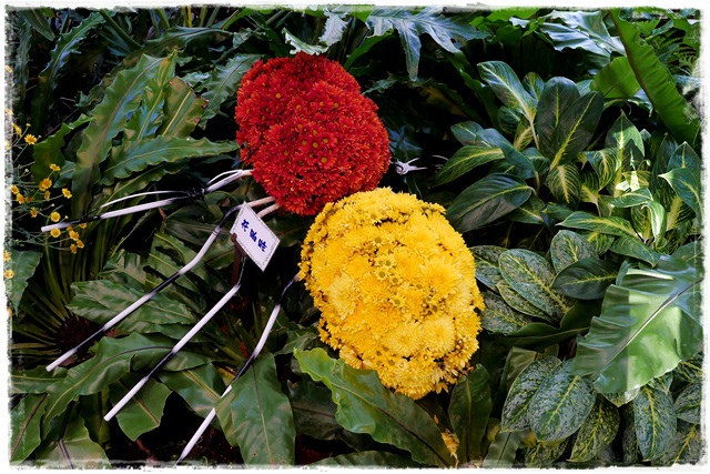 2015士林官邸菊展 嬉遊秋菊 2015士林官邸菊展 嬉遊秋菊