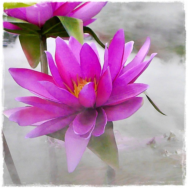 2015士林官邸菊展 嬉遊秋菊 2015士林官邸菊展 嬉遊秋菊