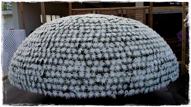 2015士林官邸菊展 嬉遊秋菊 2015士林官邸菊展 嬉遊秋菊