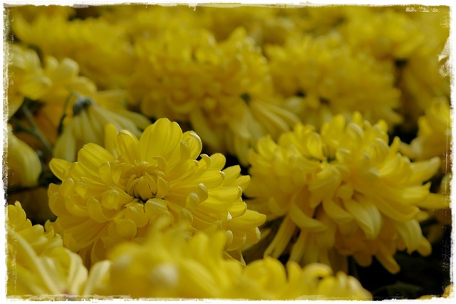 2015士林官邸菊展 嬉遊秋菊 2015士林官邸菊展 嬉遊秋菊