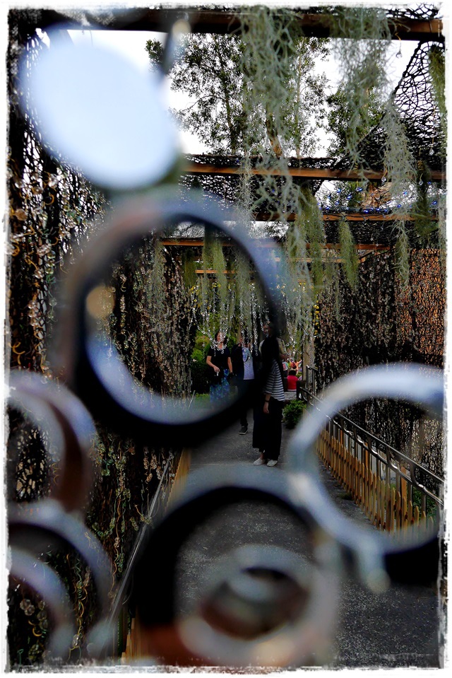 2015士林官邸菊展 嬉遊秋菊 2015士林官邸菊展 嬉遊秋菊