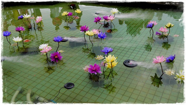 2015士林官邸菊展 嬉遊秋菊 2015士林官邸菊展 嬉遊秋菊