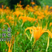 慈音山莊賞金針花 慈音山莊賞金針花