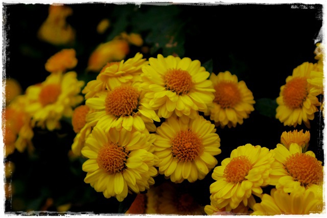 2015士林官邸菊展 嬉遊秋菊 2015士林官邸菊展 嬉遊秋菊