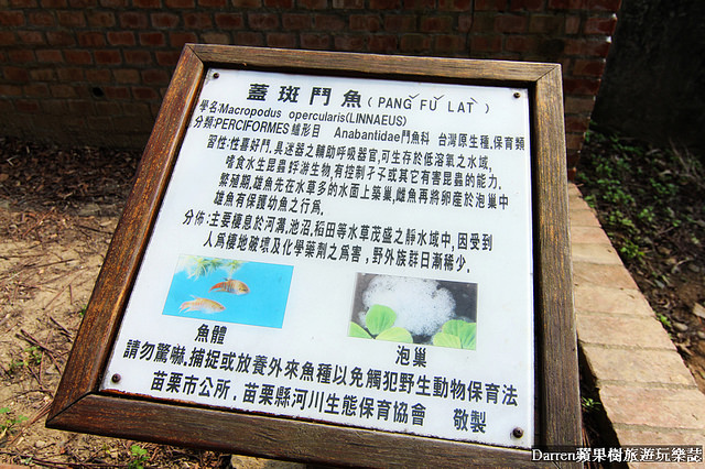 『苗栗旅遊景點』功維敘隧道★百年鐵道城牆隧道重現變身夢幻七彩隧道景點/貓貍山公園天熱消暑順遊好去處