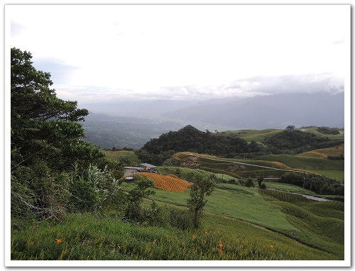 《幸福行‧環島》花蓮‧六十石山金針花海&彭大媽客家食堂露營區