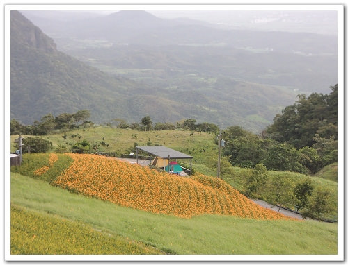 《幸福行‧環島》花蓮‧六十石山金針花海&彭大媽客家食堂露營區