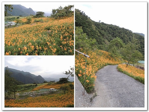 《幸福行‧環島》花蓮‧六十石山金針花海&彭大媽客家食堂露營區