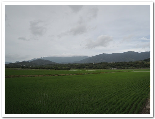《幸福行‧環島》花蓮‧六十石山金針花海&彭大媽客家食堂露營區