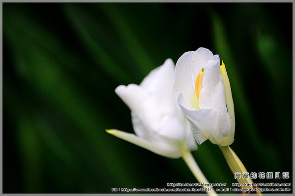 車埕木業館：【南投】水里鄉。車埕木業展示館 ＆ 貯木池與天車