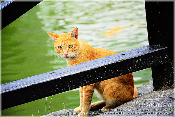 車埕木業館：【南投】水里鄉。車埕木業展示館 ＆ 貯木池與天車