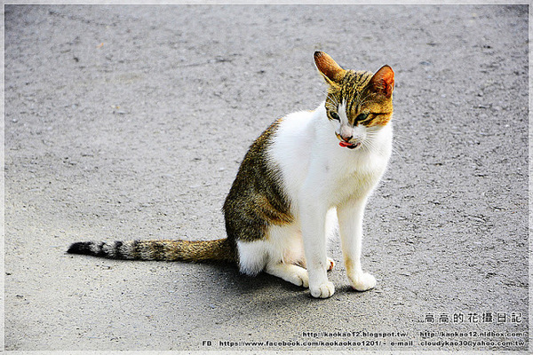 車埕木業館：【南投】水里鄉。車埕木業展示館 ＆ 貯木池與天車