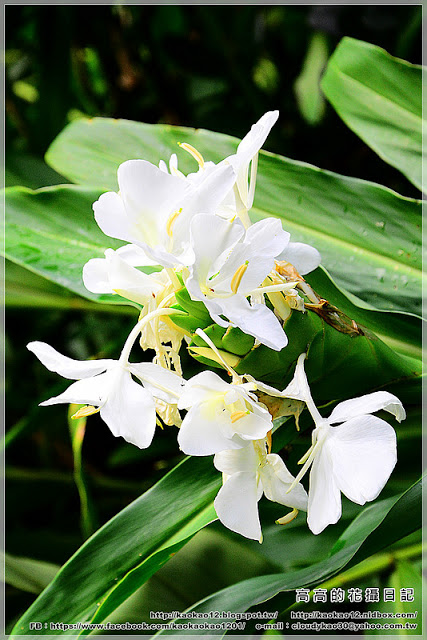 車埕木業館：【南投】水里鄉。車埕木業展示館 ＆ 貯木池與天車