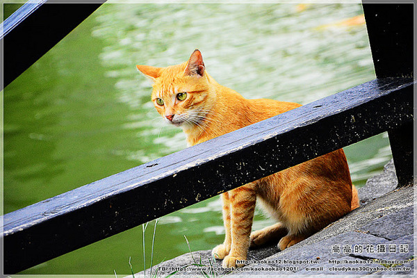 車埕木業館：【南投】水里鄉。車埕木業展示館 ＆ 貯木池與天車