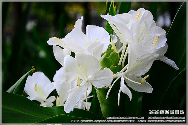 車埕木業館：【南投】水里鄉。車埕木業展示館 ＆ 貯木池與天車