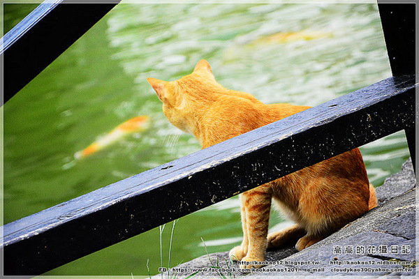 車埕木業館：【南投】水里鄉。車埕木業展示館 ＆ 貯木池與天車