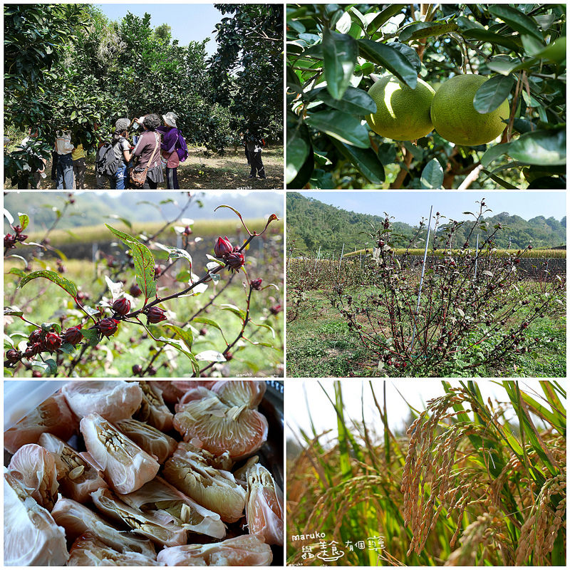【苗栗好好玩-西湖一日小旅遊】西湖健康樂活有機村幸福有機農園採果趣、品嚐在地客家風味餐(上)