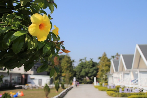 悅來居莊園落羽松：【嘉義民雄景點】悅來居莊園~白色唯美夢幻小木屋，一整排草原落羽松盡情美拍