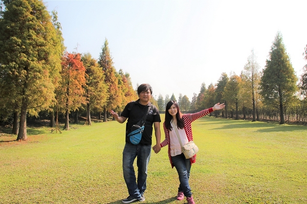 悅來居莊園落羽松：【嘉義民雄景點】悅來居莊園~白色唯美夢幻小木屋，一整排草原落羽松盡情美拍