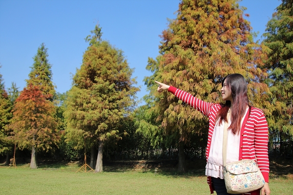 悅來居莊園落羽松：【嘉義民雄景點】悅來居莊園~白色唯美夢幻小木屋，一整排草原落羽松盡情美拍