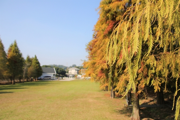 悅來居莊園落羽松：【嘉義民雄景點】悅來居莊園~白色唯美夢幻小木屋，一整排草原落羽松盡情美拍