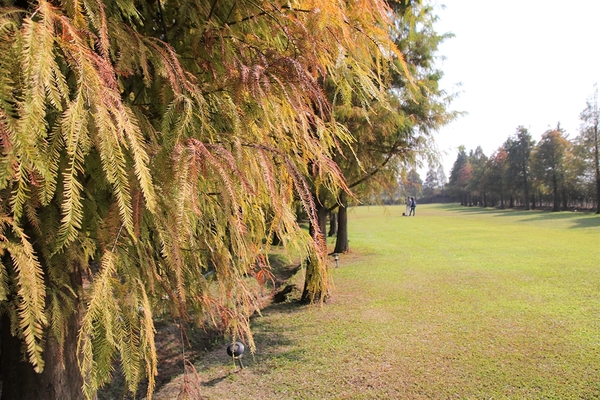 悅來居莊園落羽松：【嘉義民雄景點】悅來居莊園~白色唯美夢幻小木屋，一整排草原落羽松盡情美拍