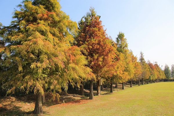 悅來居莊園落羽松：【嘉義民雄景點】悅來居莊園~白色唯美夢幻小木屋，一整排草原落羽松盡情美拍