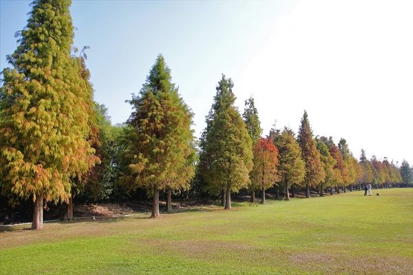 悅來居莊園落羽松：【嘉義民雄景點】悅來居莊園~白色唯美夢幻小木屋，一整排草原落羽松盡情美拍