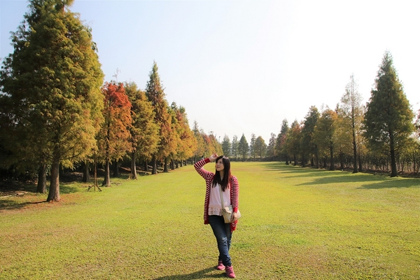 悅來居莊園落羽松：【嘉義民雄景點】悅來居莊園~白色唯美夢幻小木屋，一整排草原落羽松盡情美拍