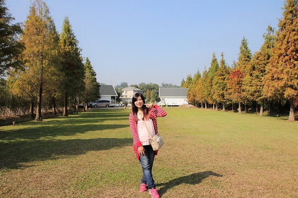 悅來居莊園落羽松：【嘉義民雄景點】悅來居莊園~白色唯美夢幻小木屋，一整排草原落羽松盡情美拍