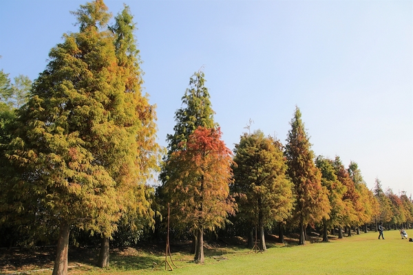 悅來居莊園落羽松：【嘉義民雄景點】悅來居莊園~白色唯美夢幻小木屋，一整排草原落羽松盡情美拍